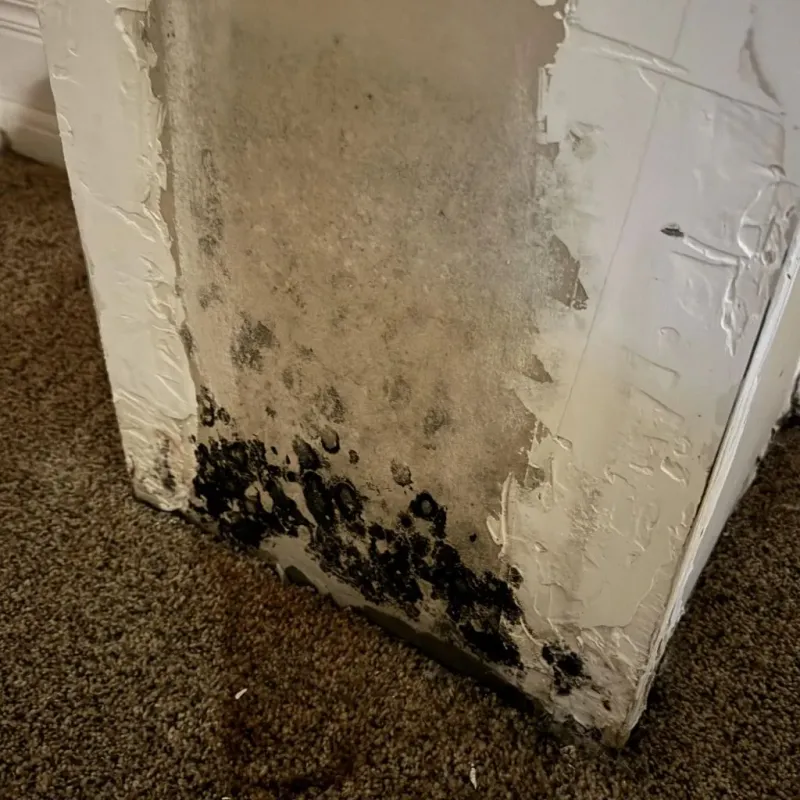 Professional Mold Removal in Louisville, IL